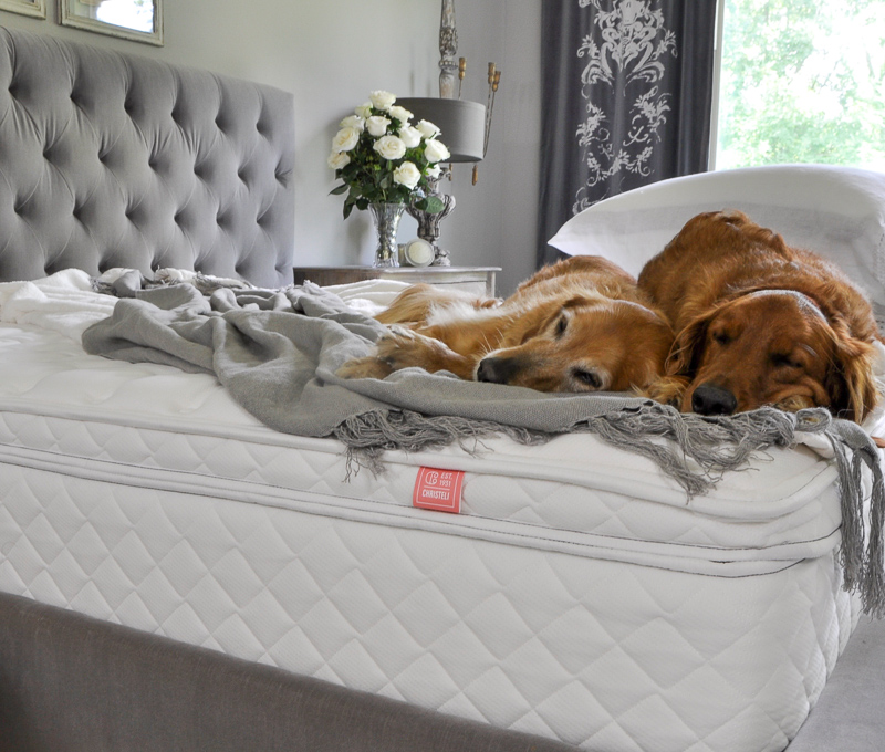 New Memory Foam Mattress with Golden Retrievers