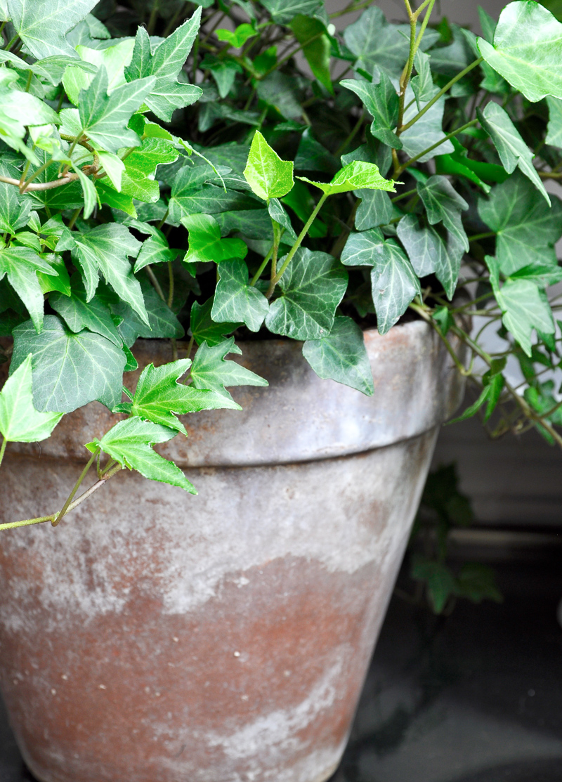 Aged Terracotta Pot with English Ivy