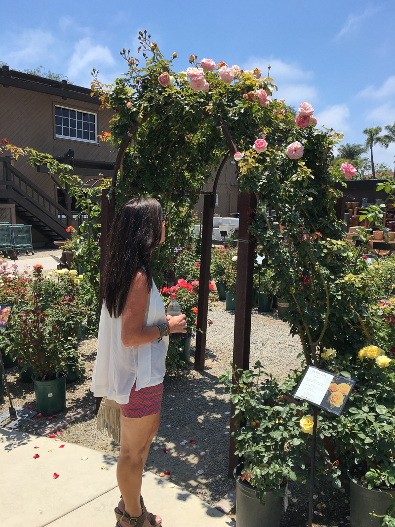 Beautiful rose covered archway at rogers gardens in newport beach california