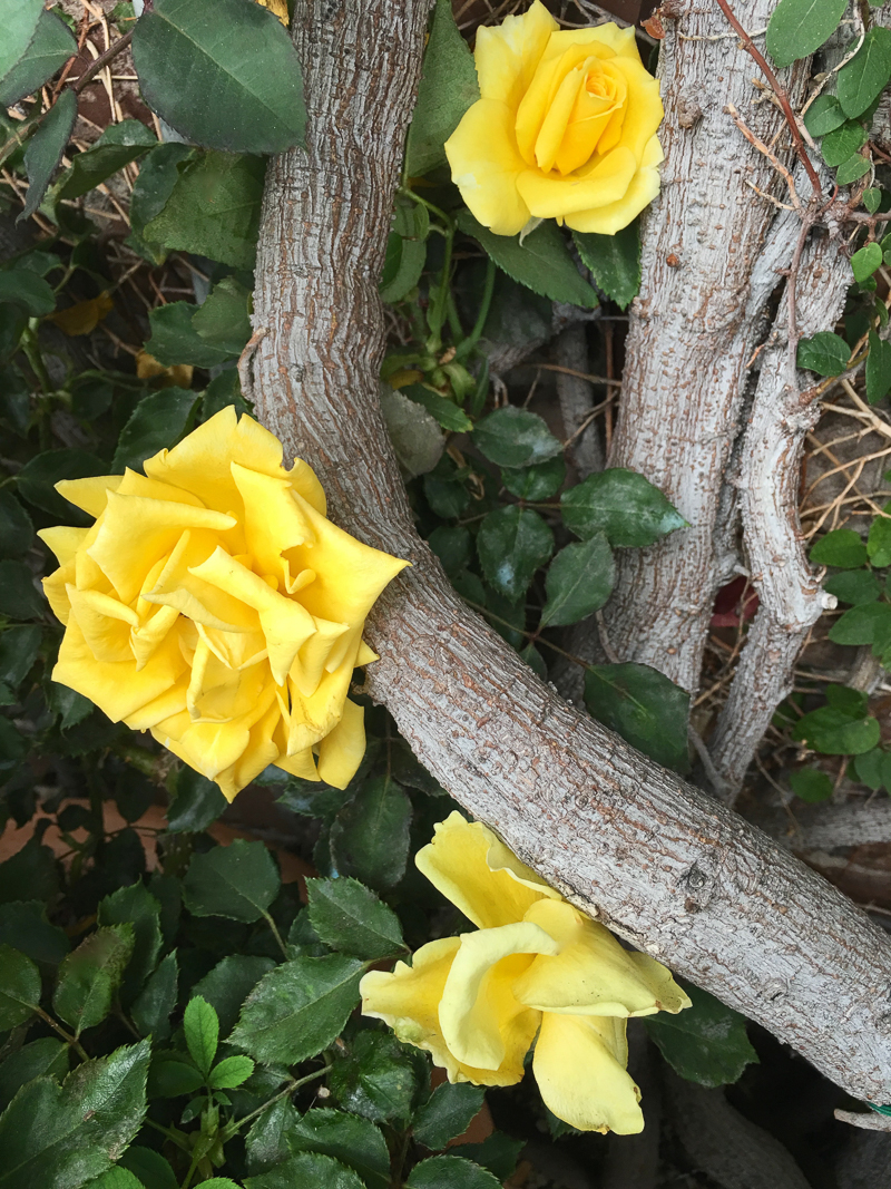 The Ivy West Hollywood Beautiful Vining Roses