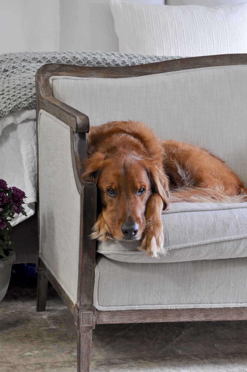 golden-retriever-in-bedroom-fall-decorating-by-decor-gold-designs