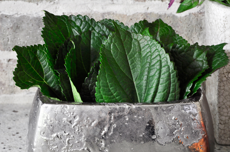 large-hydrangea-leaves-in-silver-metallic-pot_