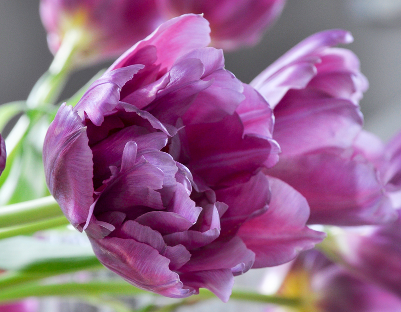 purple-flowers-for-fall-decorating-beautiful-fall-color_