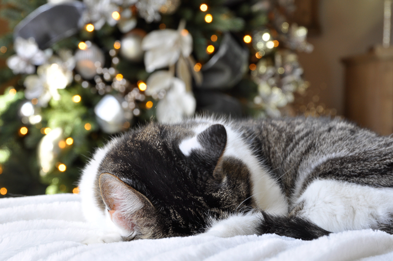 cat-sleeping-by-christmas-lights-so-sweet