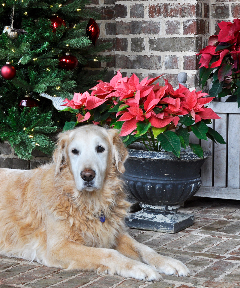 golden-retriever-christmas_