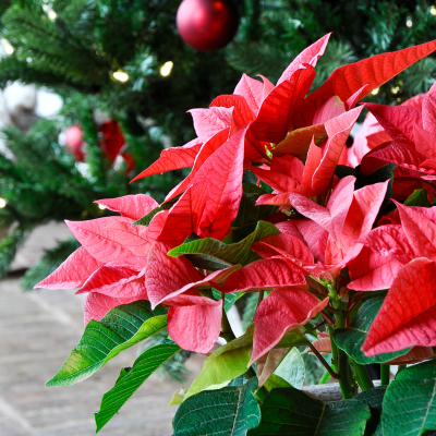 A Festive Christmas Porch