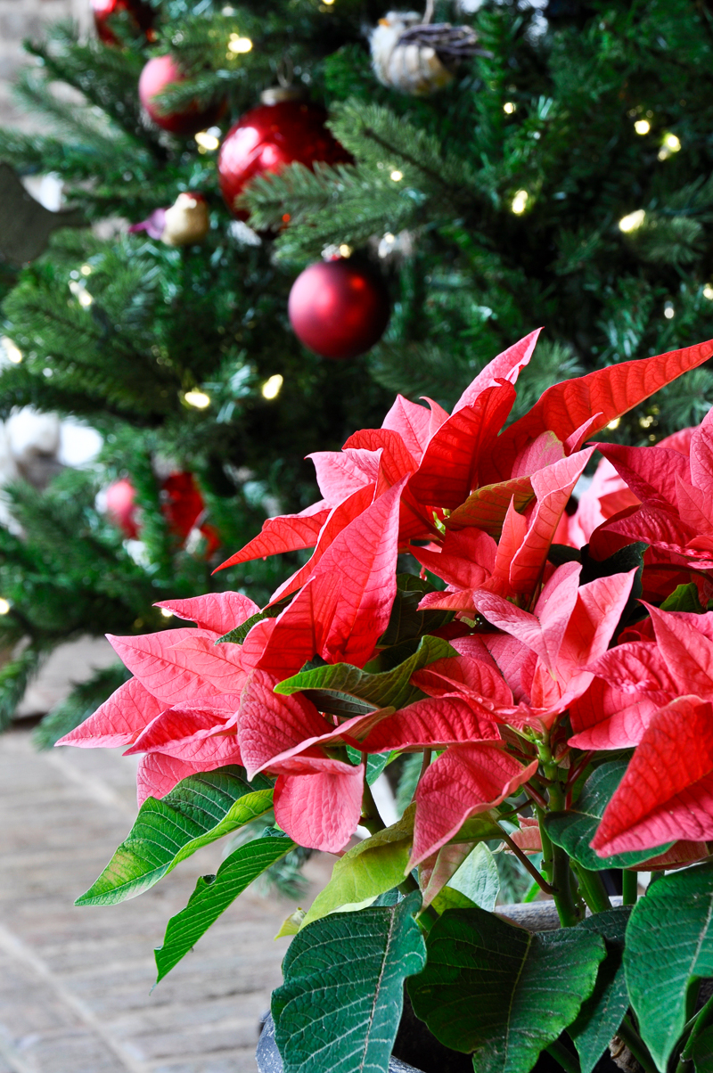 poinsettia-on-christmas-porch