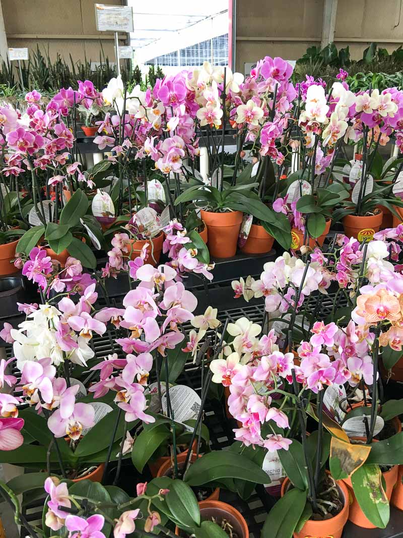 garden center orchids 