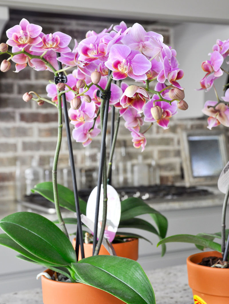 beautiful indoor orchids for arrangement