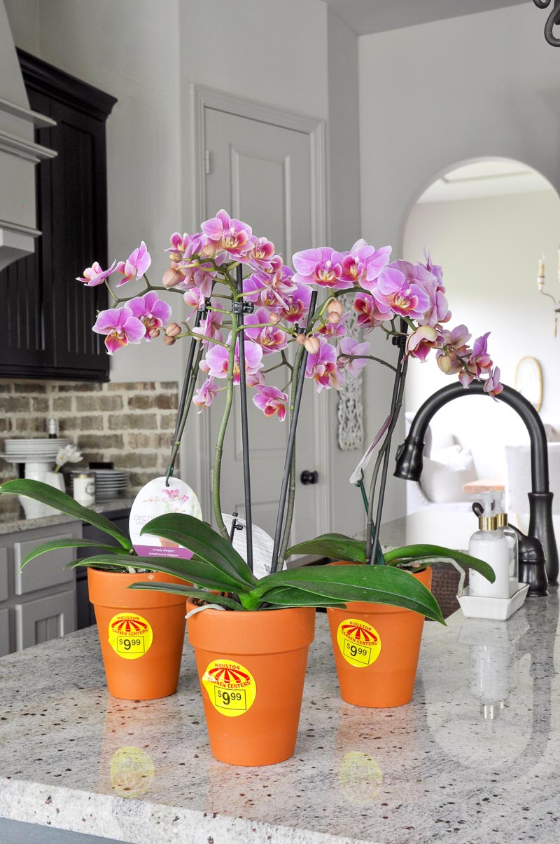 orchid plants for arrangement