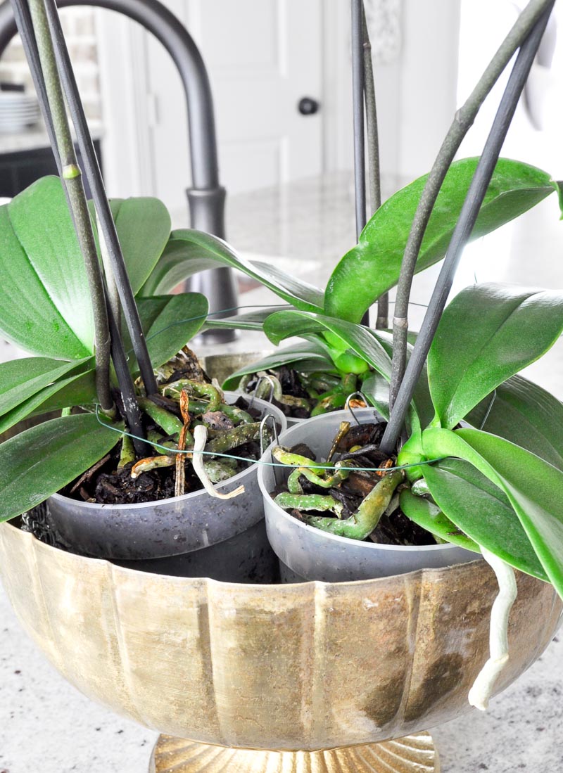 how to secure orchids in planter for arrangement 