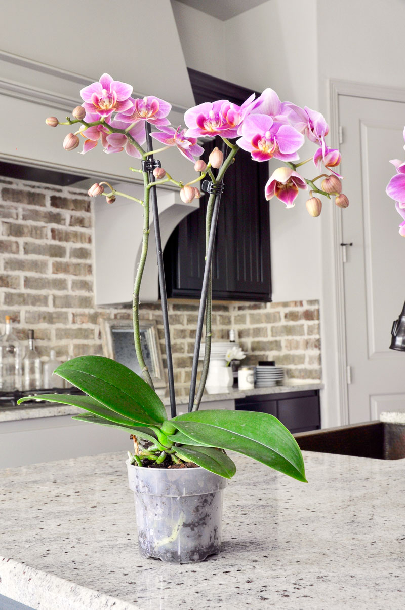 indoor orchid plant for arrangement