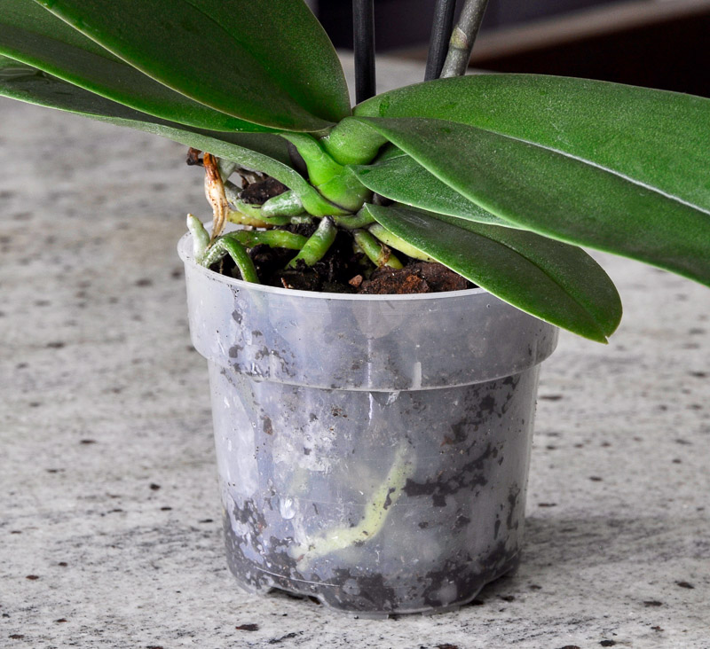 plastic orchid container