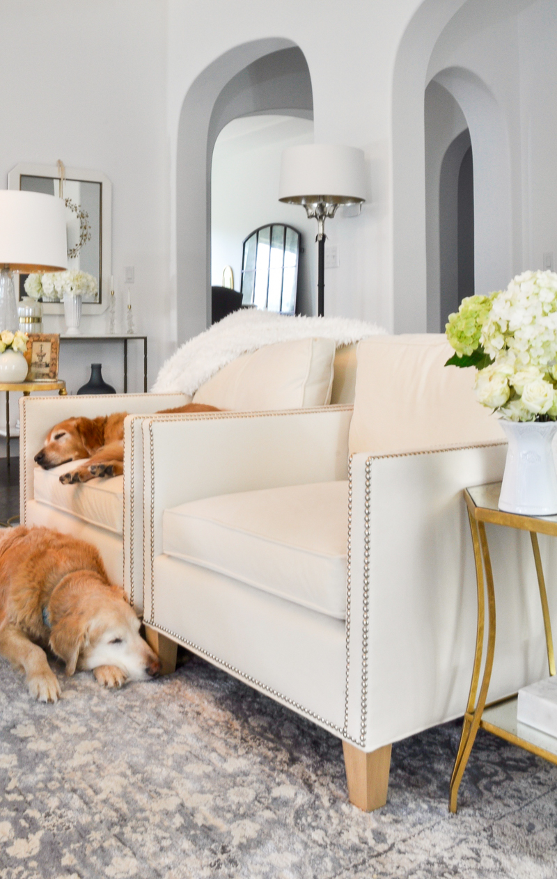 cozy living room with golden retrievers