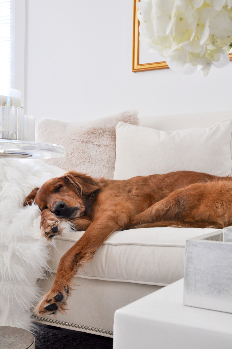 beautiful white sofa with golden retriever