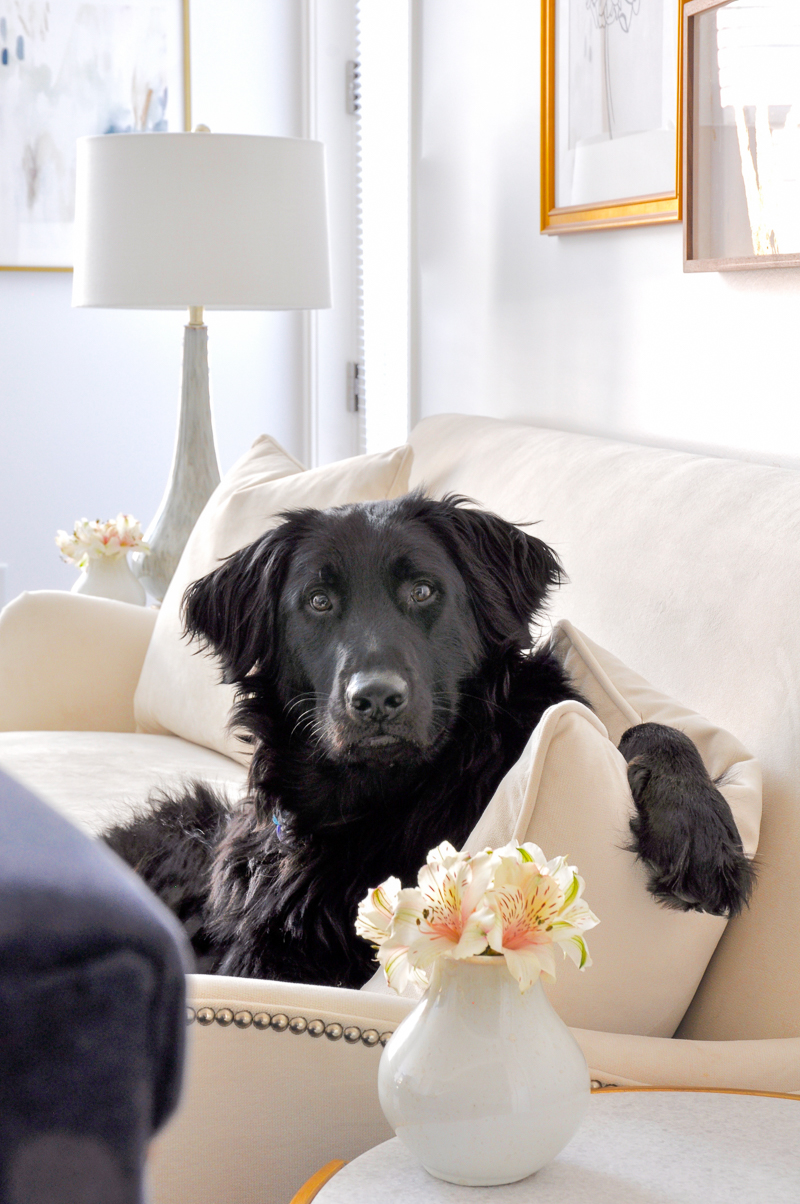 beautiful white living room with flat coat golden retriever mix