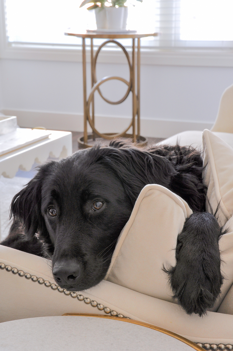 beautiful white living room with black retriever