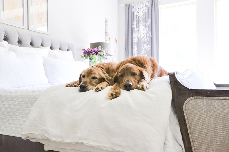 beautiful bedroom golden retrievers