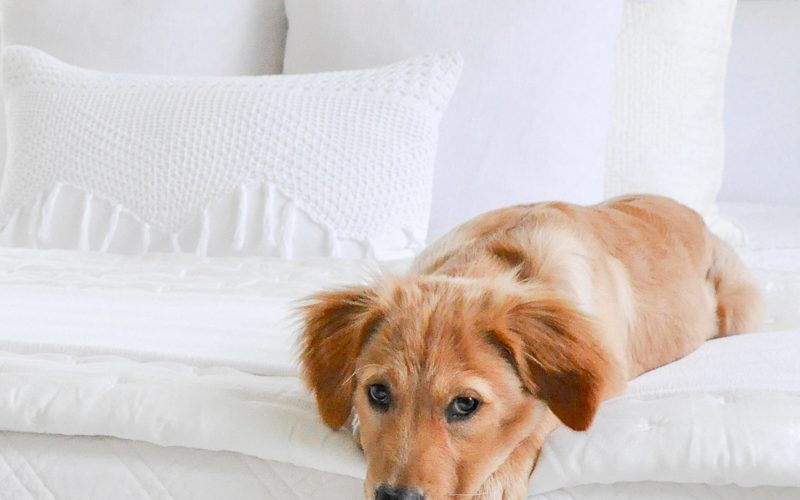 Beautiful white bedroom golden retrievers