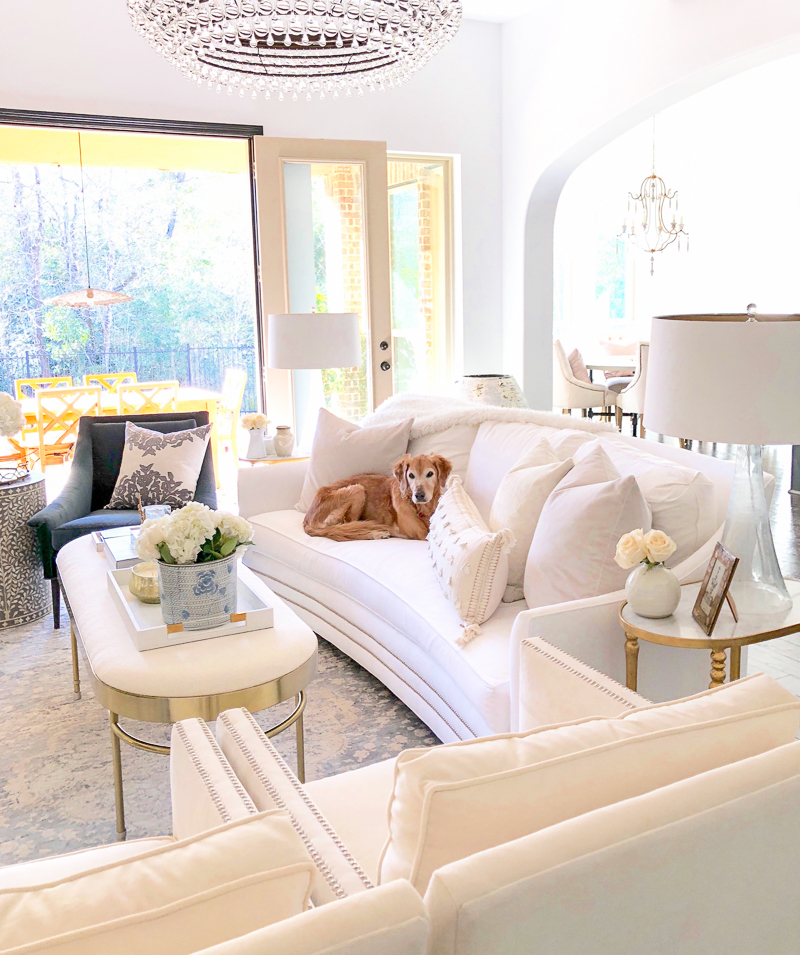 Golden retriever beautiful white living room 