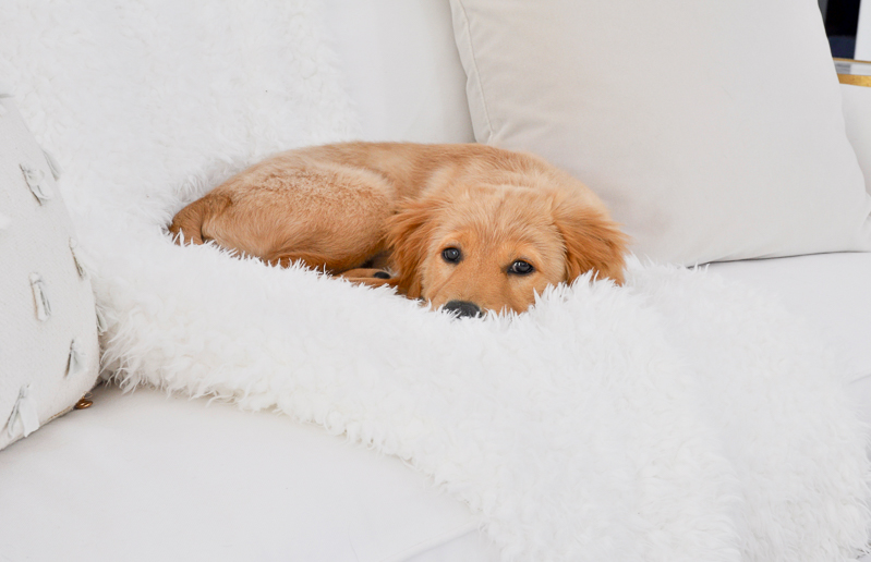 Golden retriever puppy