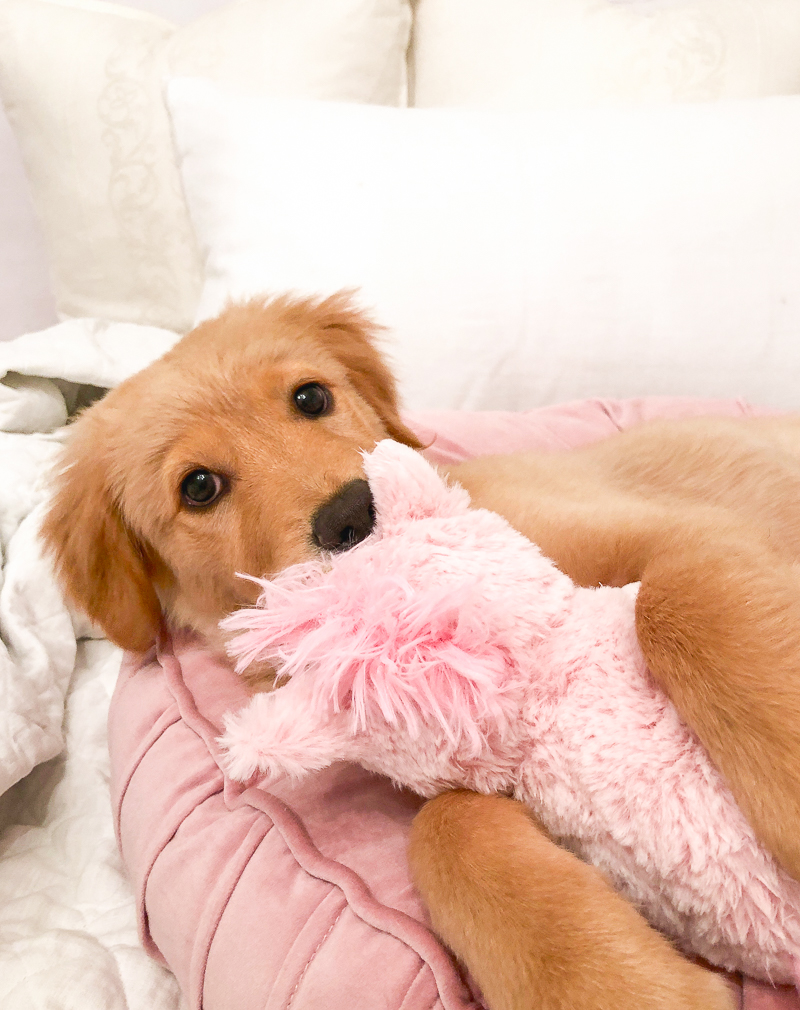 Golden retriever puppy ava