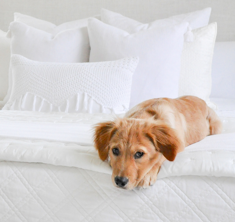 Beautiful golden retriever puppy Ava