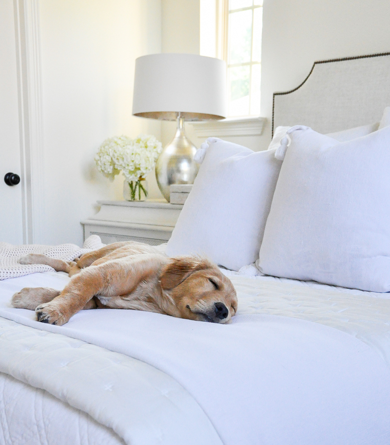 Bed sleeping golden retriever puppy 