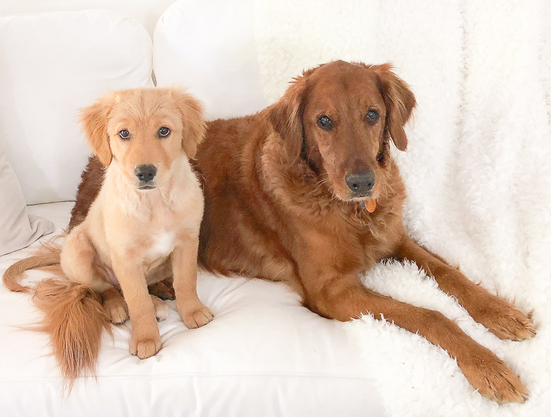 Golden retriever puppy and senior 