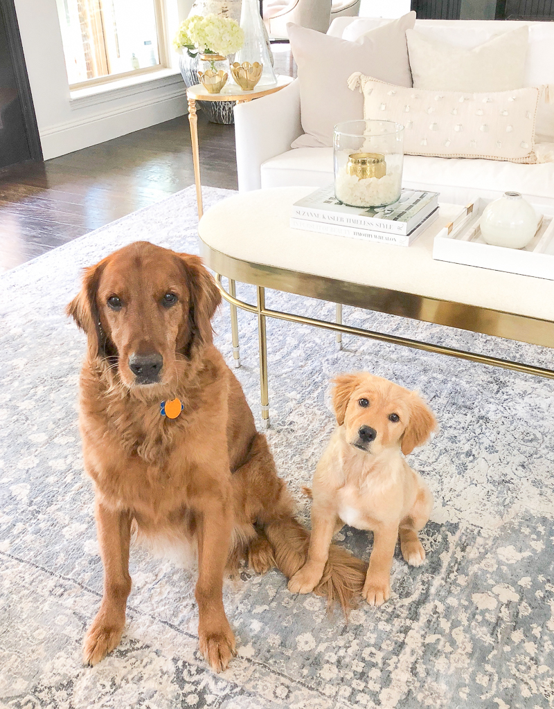 Golden retriever puppy Ava with new brother Riley 