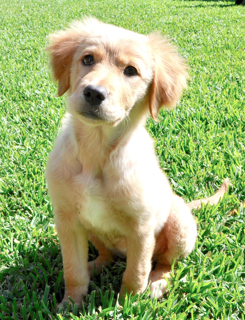 Golden retriever puppy Ava 