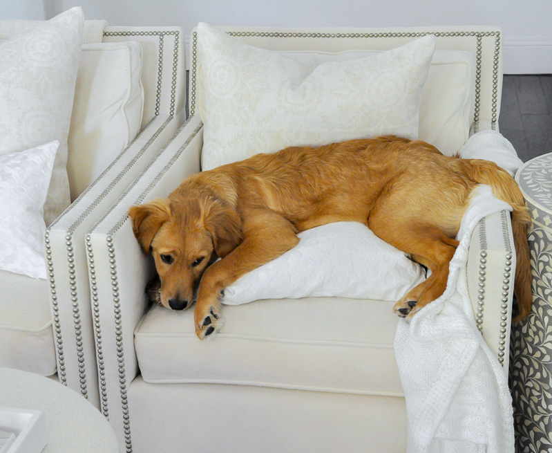 Golden retriever puppy white chair