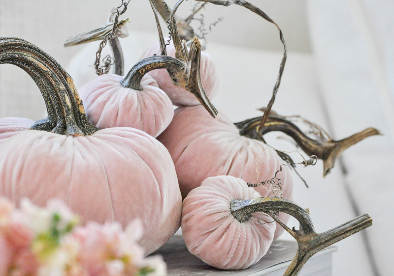 blush velvet pumpkins 