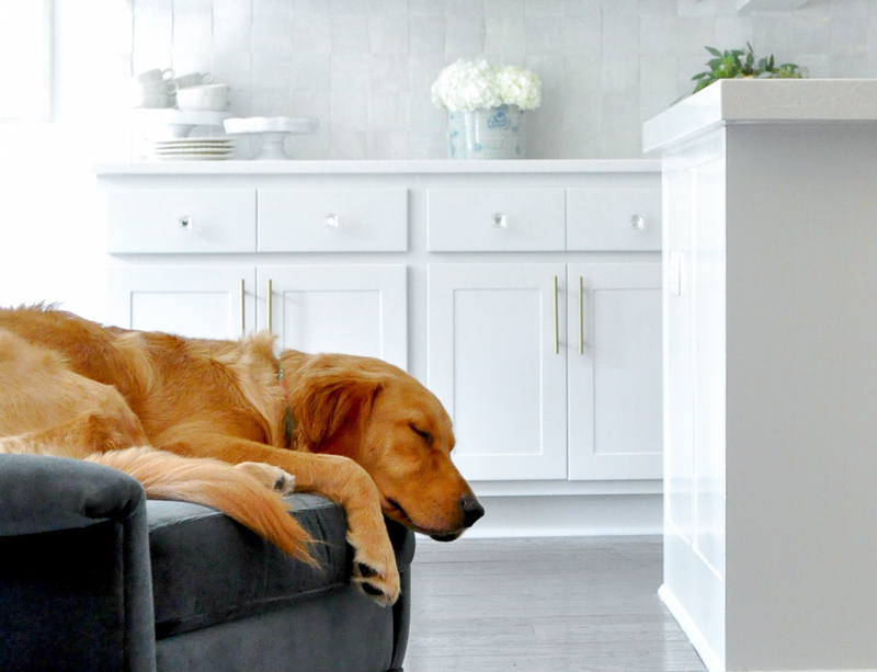 Golden retriever sleeping chair near beautiful kitchen 