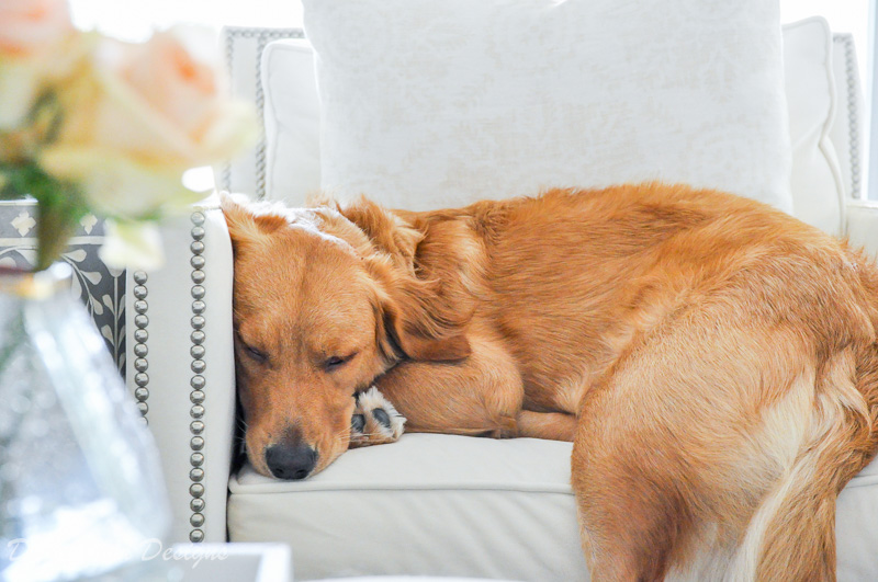 golden retriever puppy sleeping chair