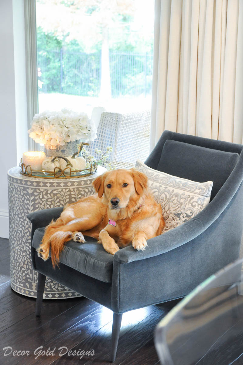 fall home tour white pumpkins golden retriever