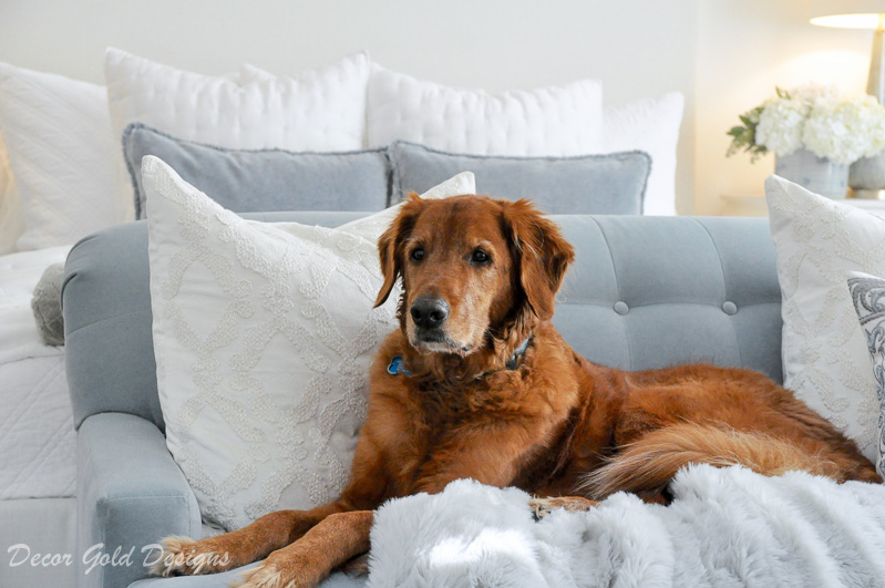 Golden retriever blue sofa