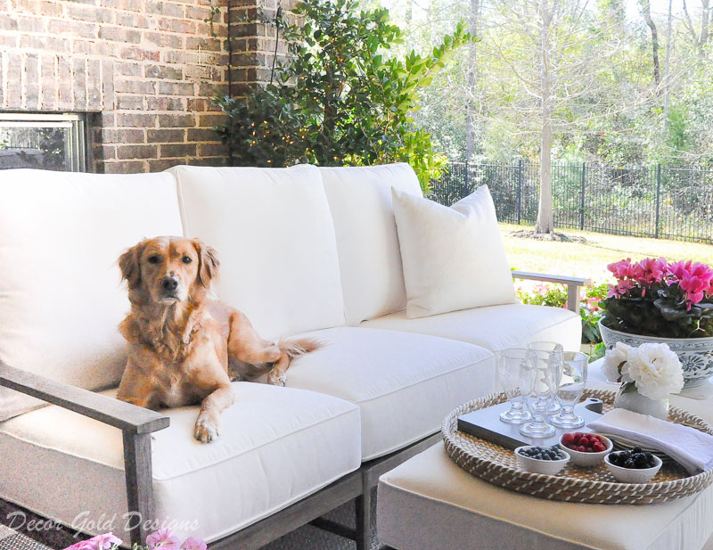 Spring ready patio gold retriever 