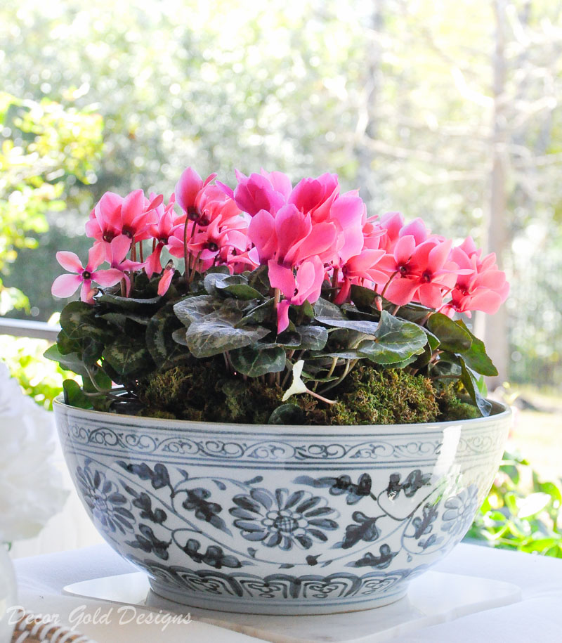 Spring ready patio shallow bowl pink garden flowers