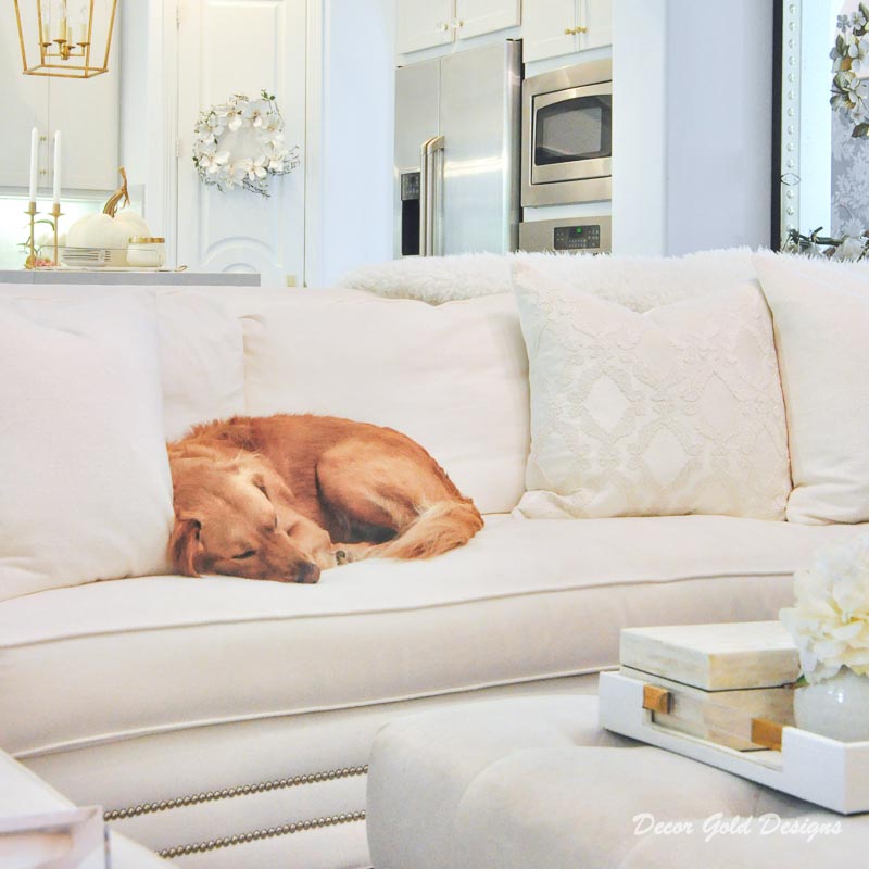 fall home tour golden retriever 