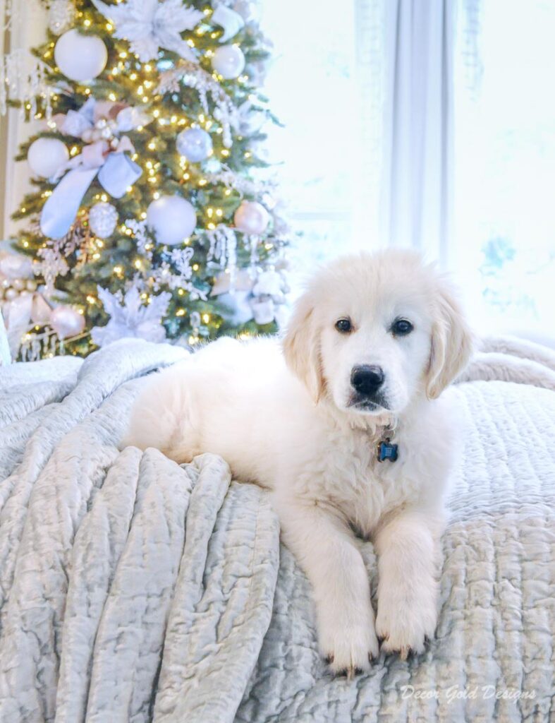 Christmas bedroom white puppy