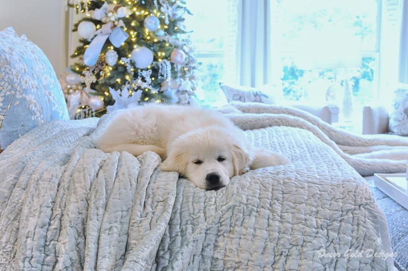 Christmas puppy