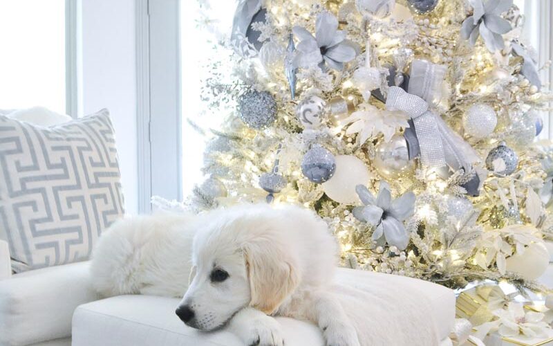 Christmas trees white retriever puppy