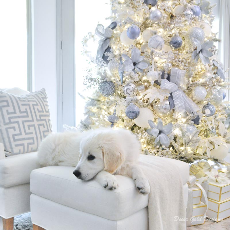 Christmas trees white retriever puppy