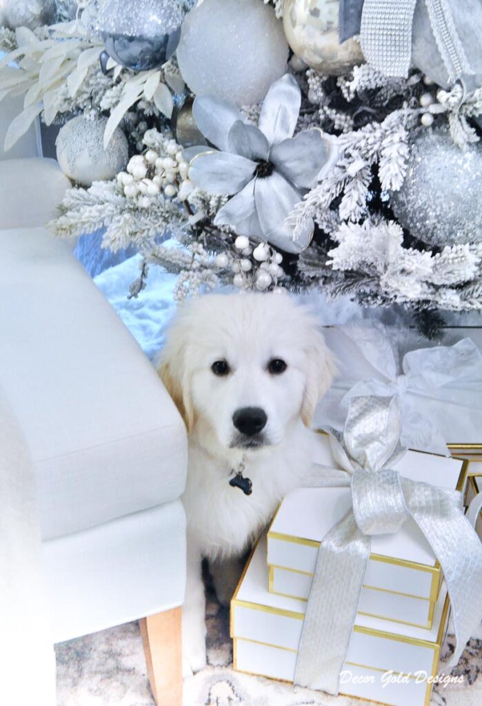 Christmas trees white retriever puppy